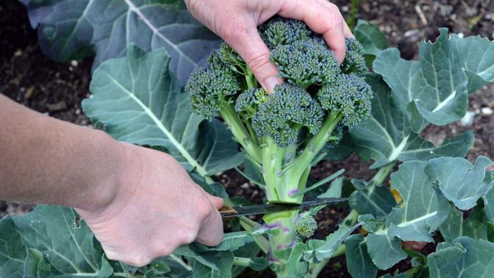 Broccoli