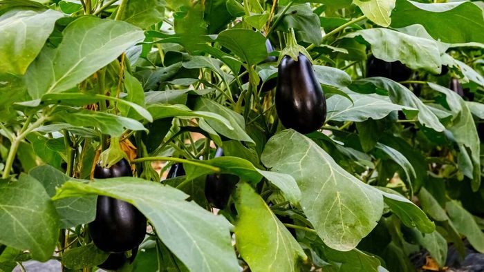 Eggplant