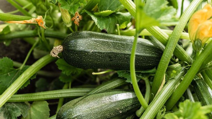 Bush zucchini