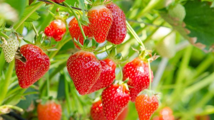 Strawberries