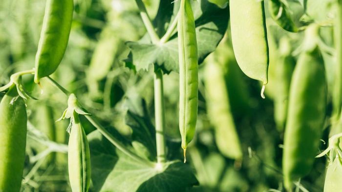 Green beans