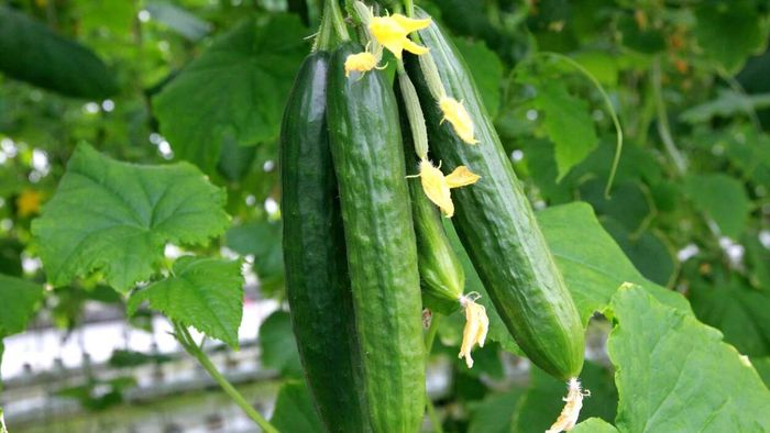 Cucumbers