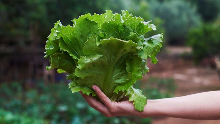 Lettuce