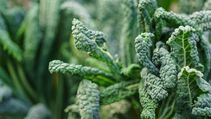 Kale
