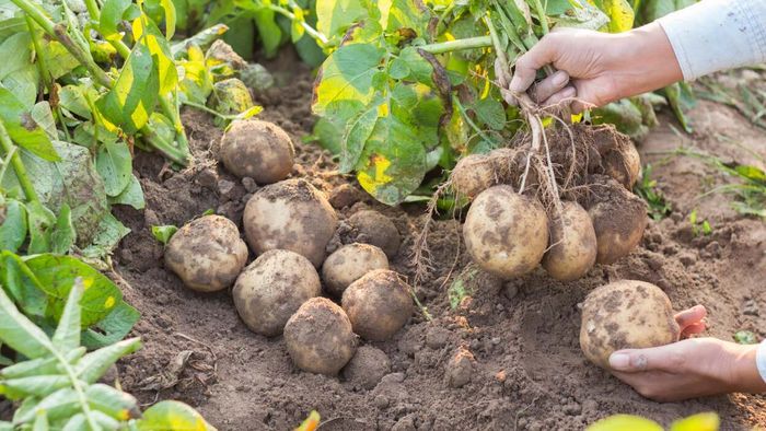 Potatoes