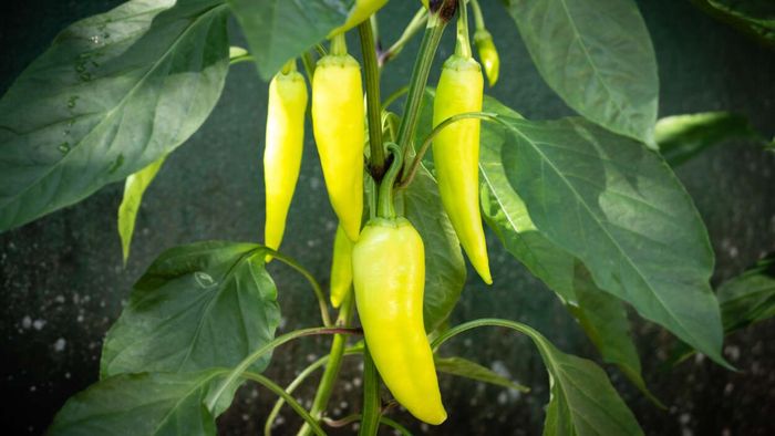 Banana peppers