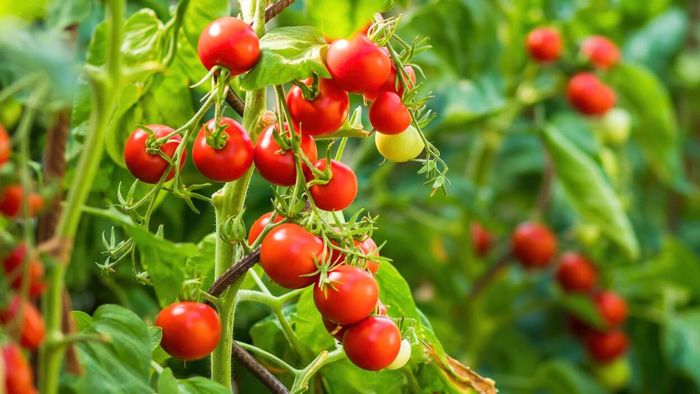 Tomatoes