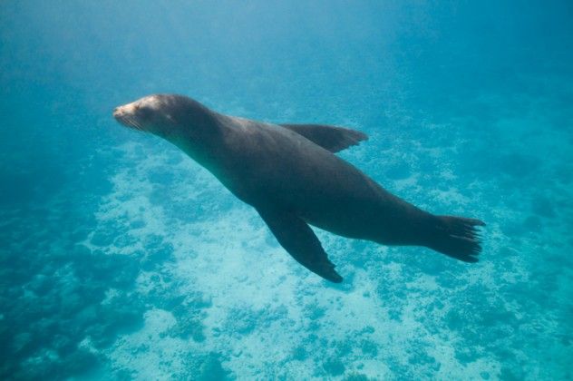 Seal