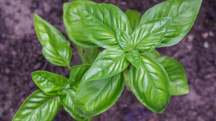 Basil