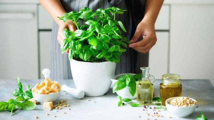 The Ultimate Guide to Harvesting Basil Without Harming Your Plant