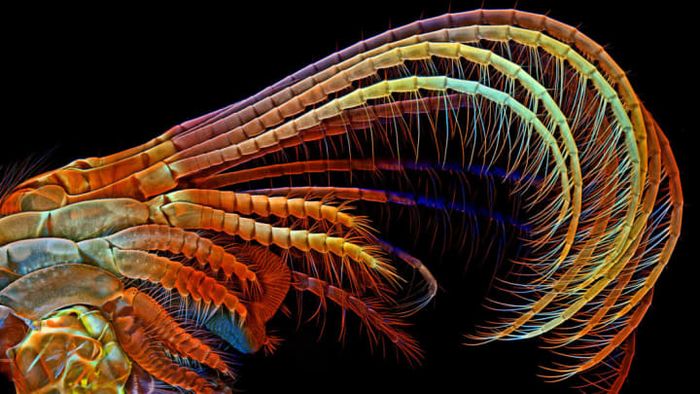Dr. Igor Siwanowicz, Winner of the 2014 Olympus BioScapes Digital Imaging Competition®