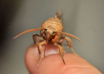 Vampire-Moth