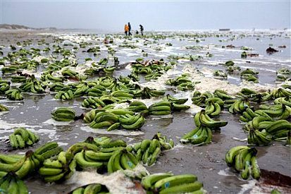 Bananas-Washed-Ashore