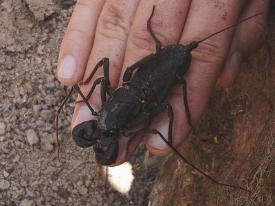 Uropygid-Sp-Veracruz-Mexico-4