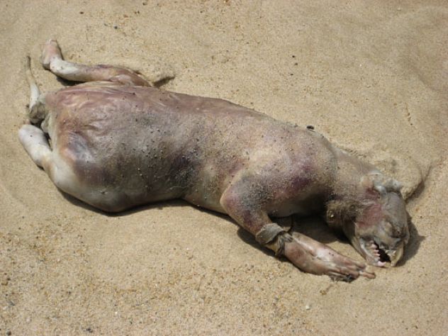 Rhodeislandmonster