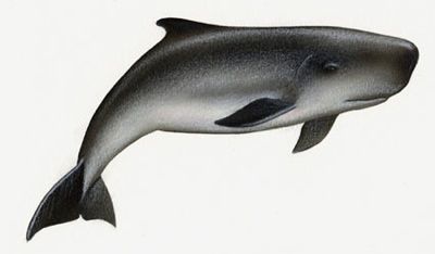 Kbreviceps2