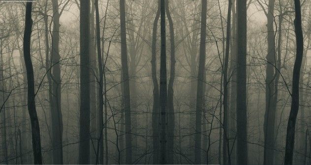 creepy_woods3
