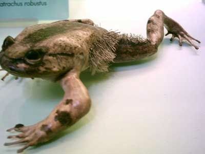 Frogtrichobatrachus Robustus