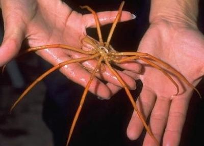 Antarctic Sea Spider