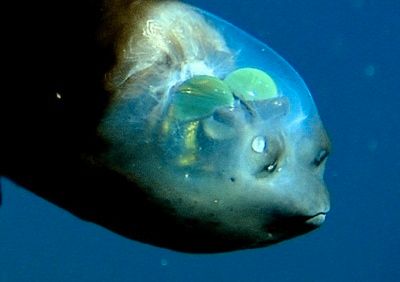 Barreleye-Fish