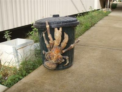 Crab1
