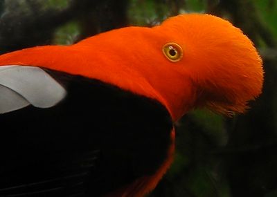 Andeancock-Of-The-Rock2