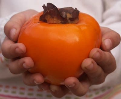 Persimmon