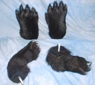 Bearfeethandsbg
