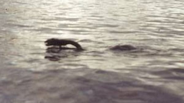 Lake-Monster