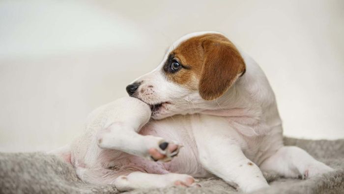 Keep fleas away