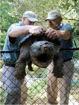 Alligator-Snapping-Turtle