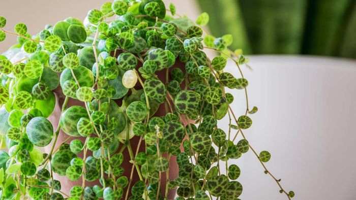 These Hardy Trailing Plants Are a Must-Have for Your Home