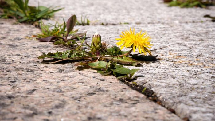 Destroy weeds and poison ivy