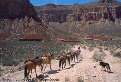 99Az-11-25 Havasu-Canyon-Mule-Train