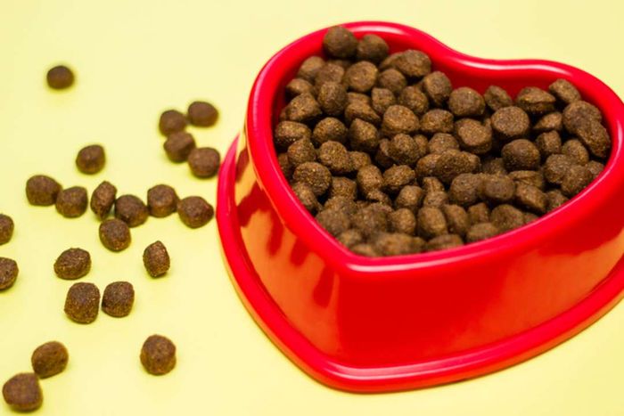 A bowl of dry pet food placed against a yellow backdrop