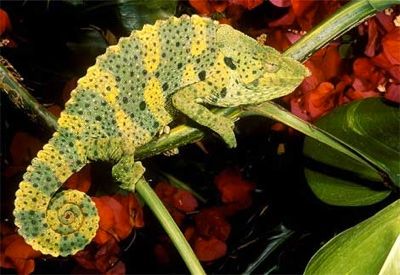 Chameleon-1