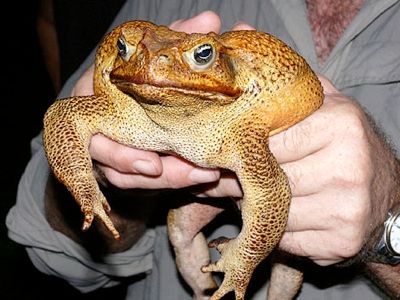Toadg2703 468X351