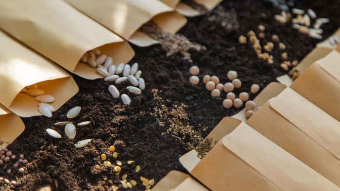 Reasons to Consider Pre-Sprouting Your Seeds