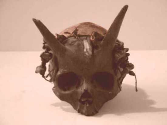 Humanskullhorned