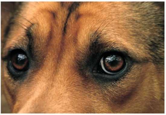 Scared Dog1