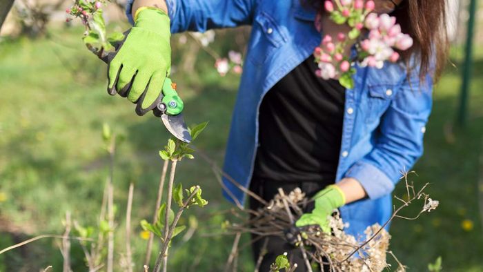Key Plants and Techniques for Spring Pruning: A Complete Guide