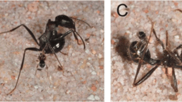 Pekar, et al.