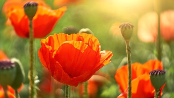 Poppies