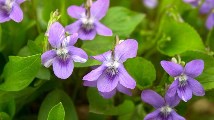 Violets