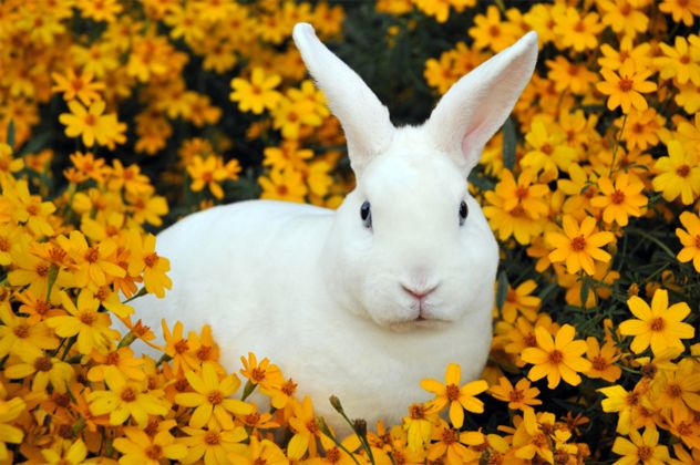 2- rabbit