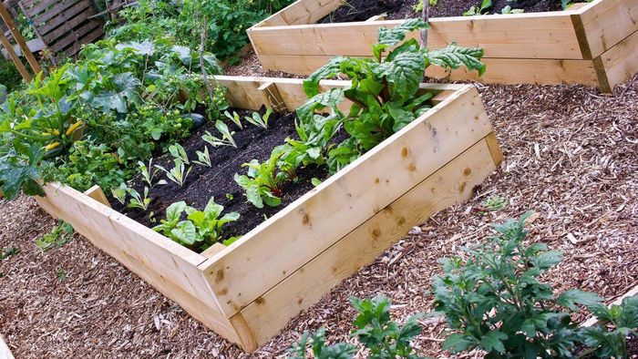 Is Cultivating a Garden More Economical Than Purchasing Fruits and Vegetables?