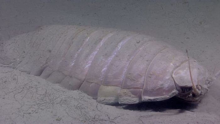 NOAA Okeanos Explorer Program, Gulf of Mexico 2012 Expedition, via NOAA Photo Library, Flickr // CC by 2.0