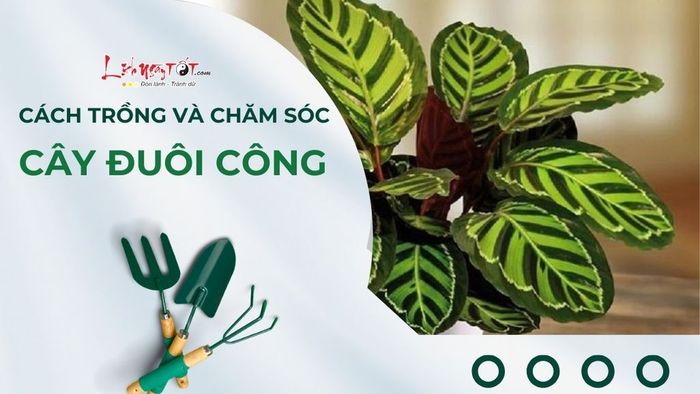 Phương pháp trồng và chăm sóc cây đuôi công theo phong thủy