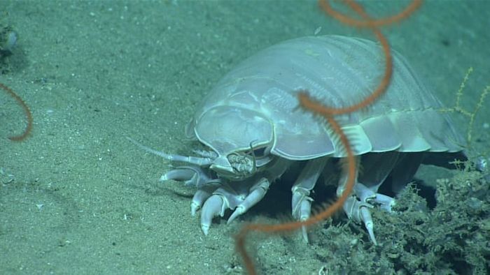 A giant isopod spotted in the Gulf of Mexico back in 2017.