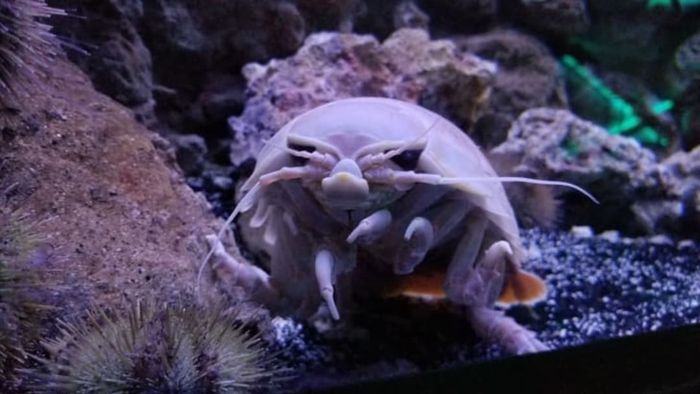 A giant isopod on display at Loveland Living Planet Aquarium in Draper, Utah.